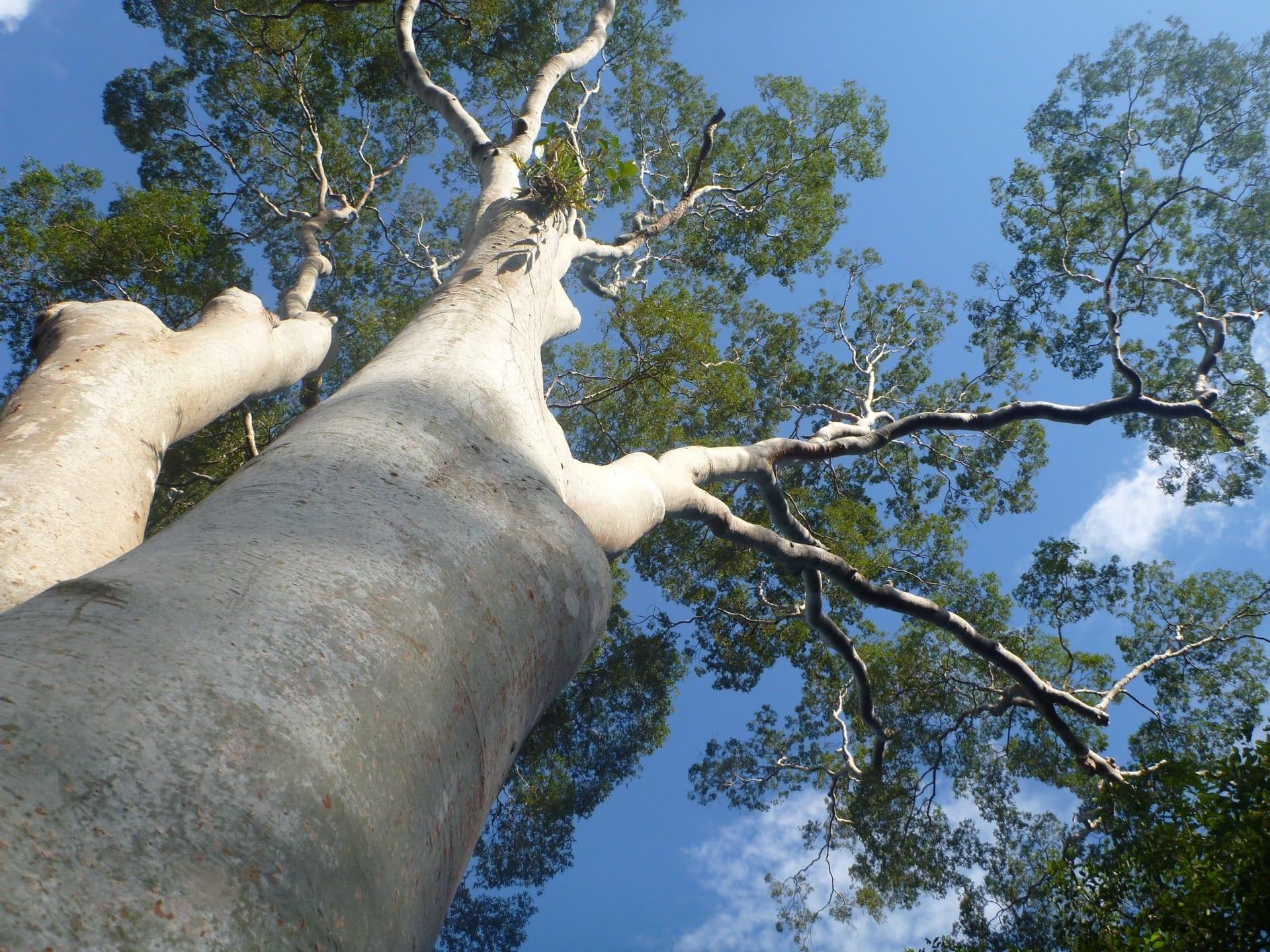 Looking up the pale smooth trunk of a mature mengaris canopy tree into the surrounding rainforest canopy against a blue sky. Habitat like this is what belian.earth compares across protected and unprotected areas.