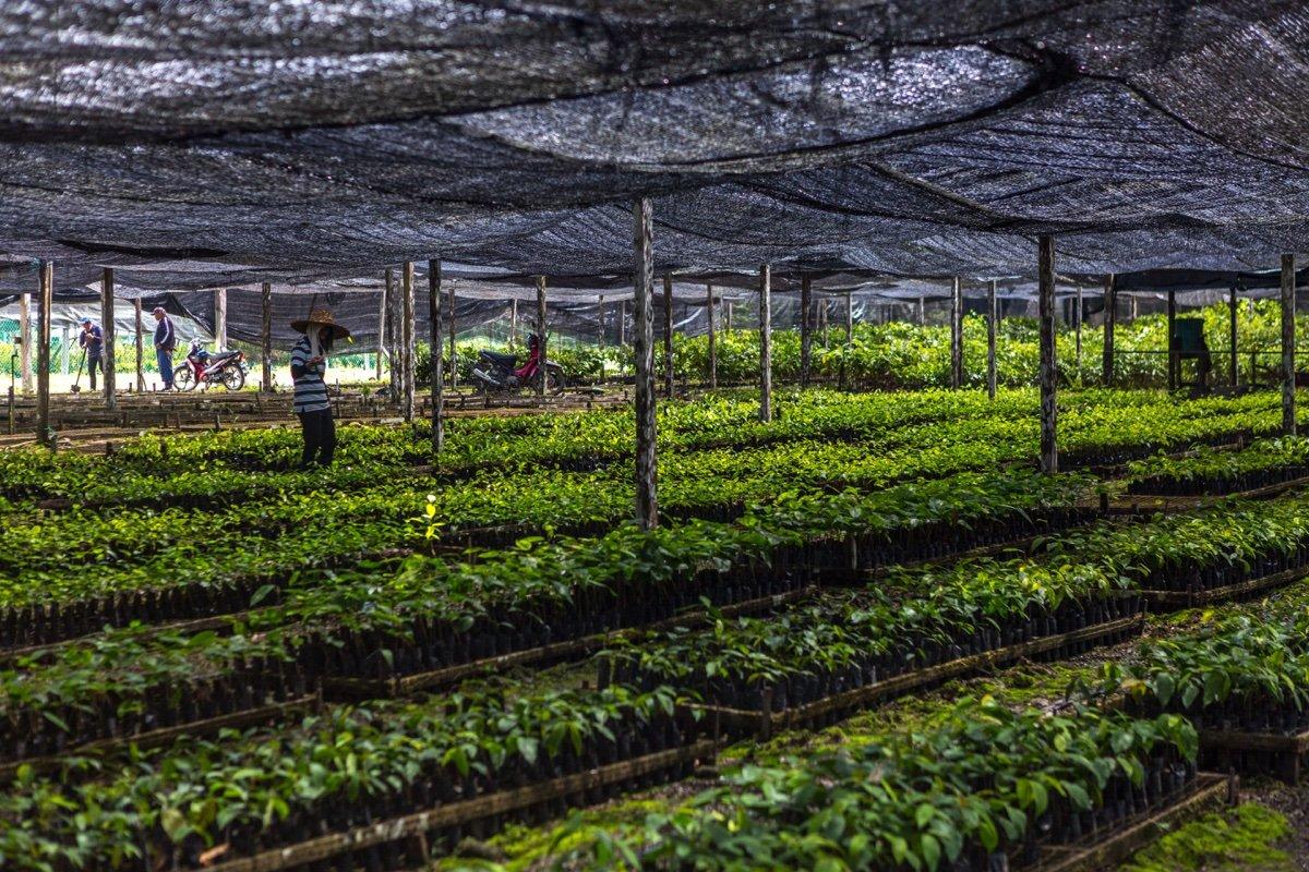 Rows of young tree seedlings in black pots under shade netting at a tropical forest restoration nursery, with workers tending the beds. Planting projects like this set their baselines under Verra's VM0047 methodology.