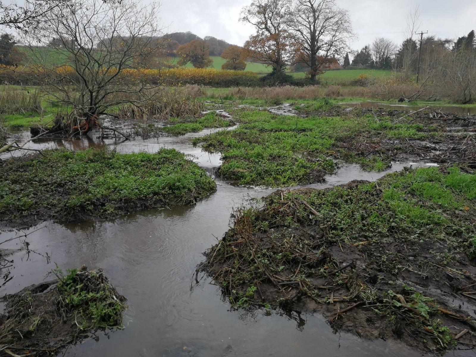 Beaver-engineered wetland with multiple water channels