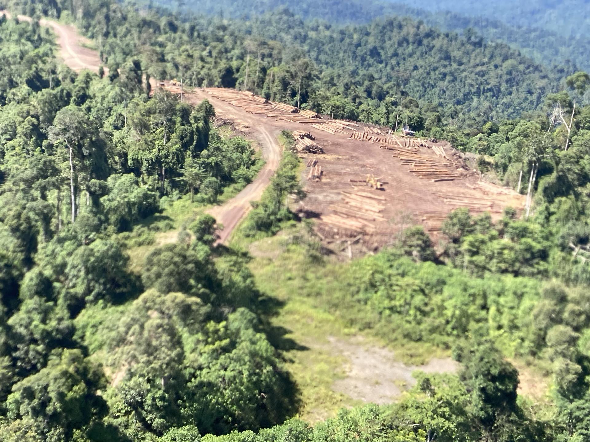 Carbon baseline forest canopy — tropical forest viewed from above