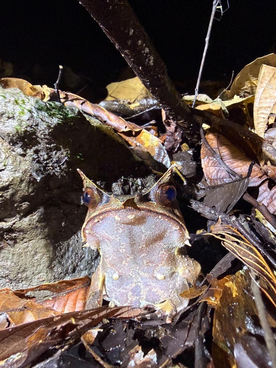 A long-nosed horned frog on wet leaf litter against a mossy rock in Malaysian Borneo, horns raised over copper eyes.