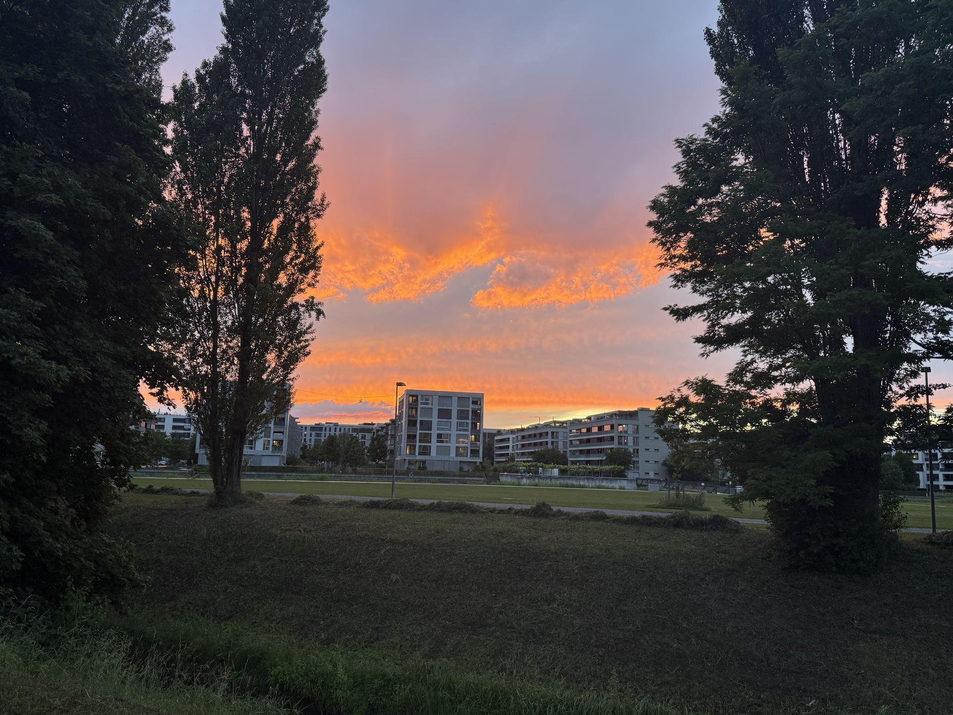 Evening sky over apartment buildings framed by tall broadleaf trees
