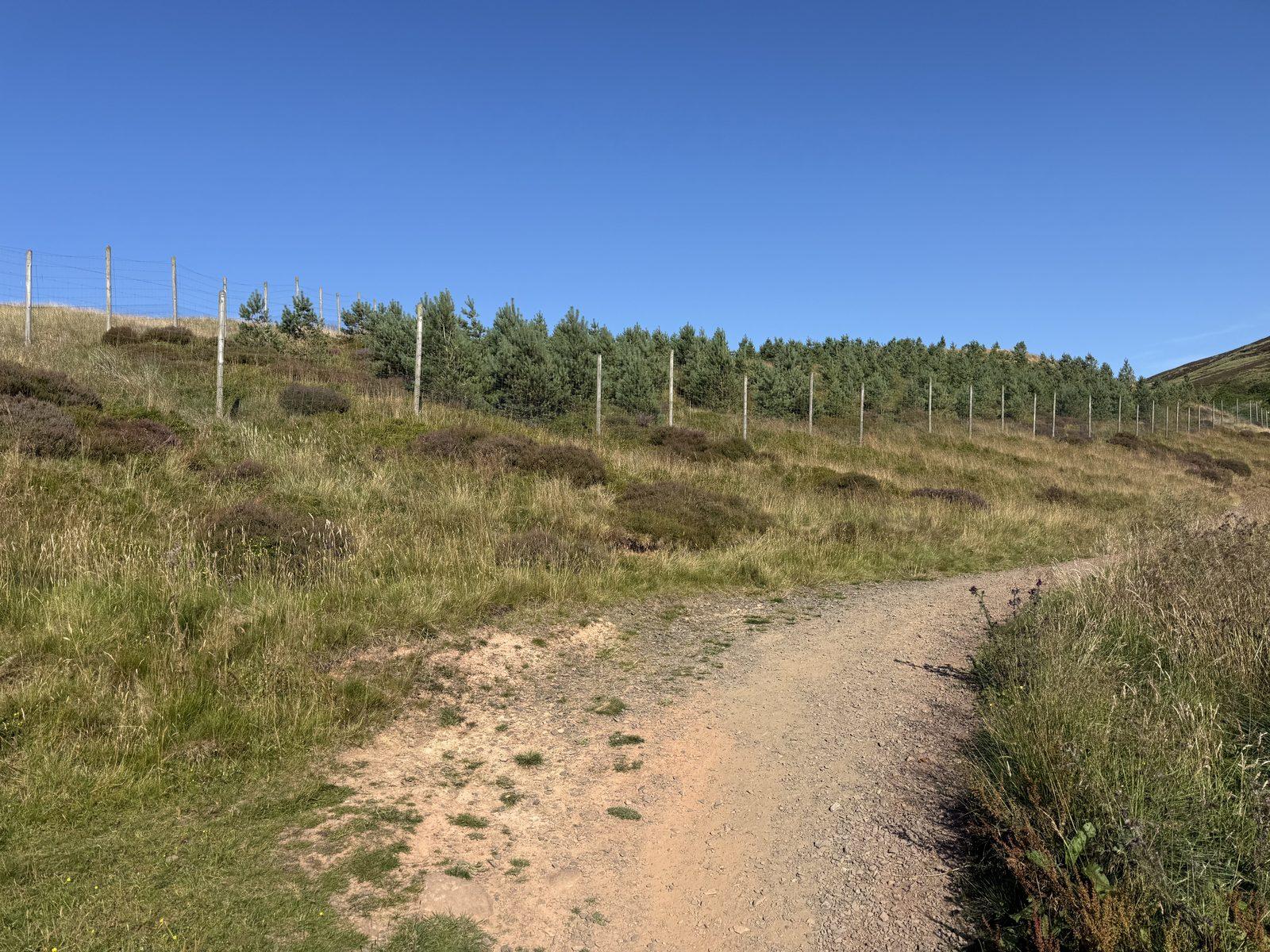 A track past a fenced conifer plantation in the Pentland Hills, Scotland.