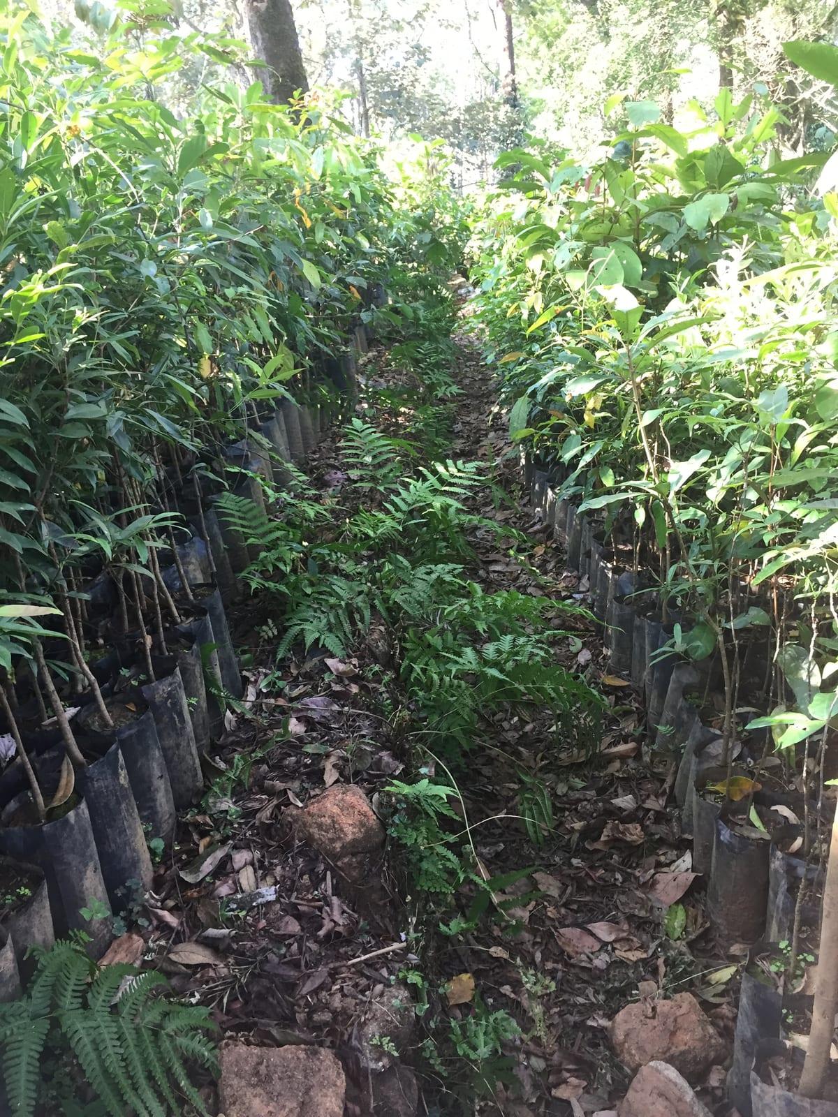 Rows of tree seedlings in black bags along a shaded nursery path, with ferns growing between them.