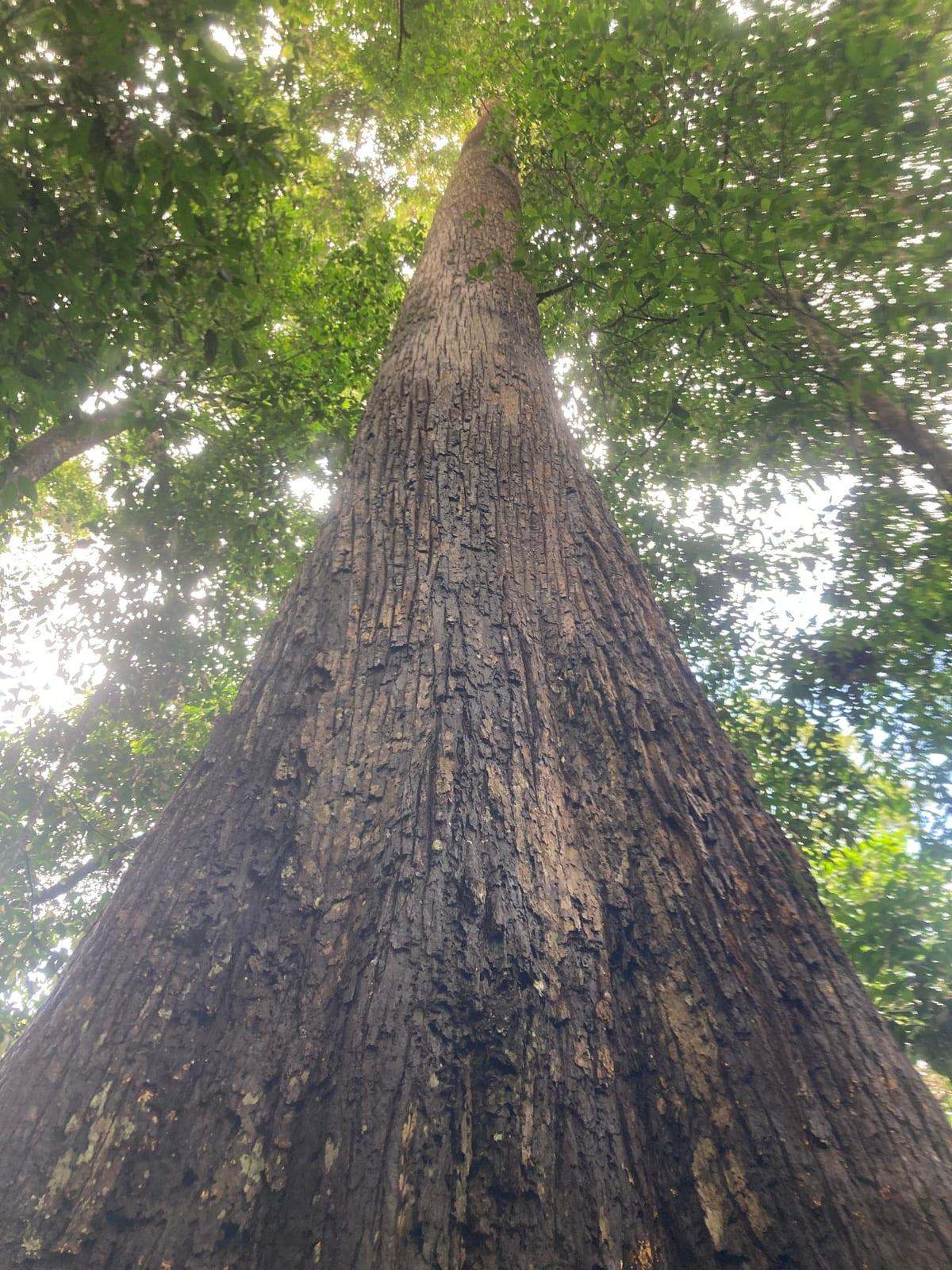 Looking straight up the trunk of a tall rainforest tree, its fissured bark narrowing to the canopy against the sky.