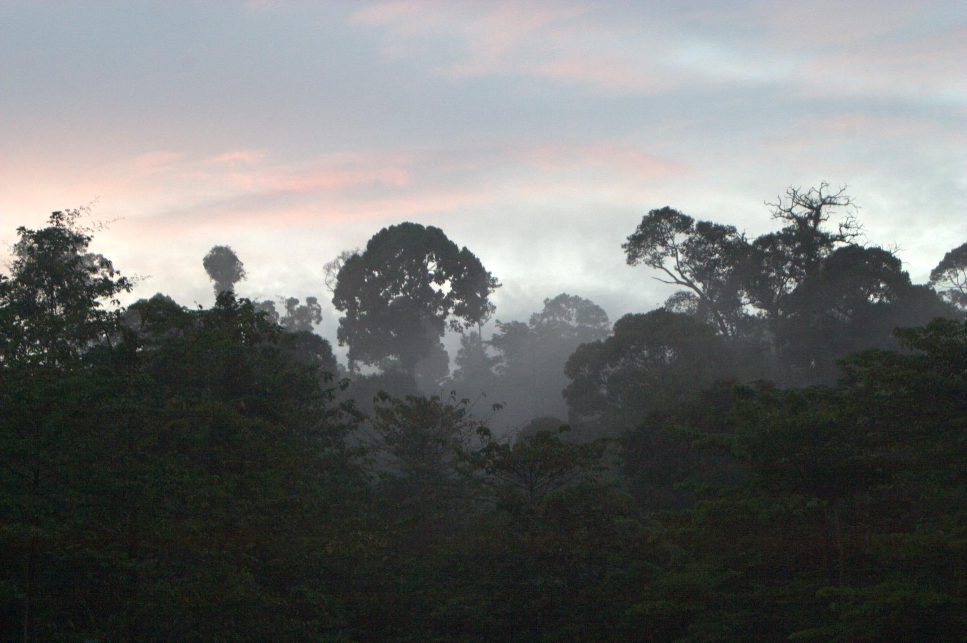 Emergent tropical forest trees silhouetted above a misty canopy at dawn. Landscapes like this are what the ramet5 matching engine at belian.earth compares against selected reference areas.
