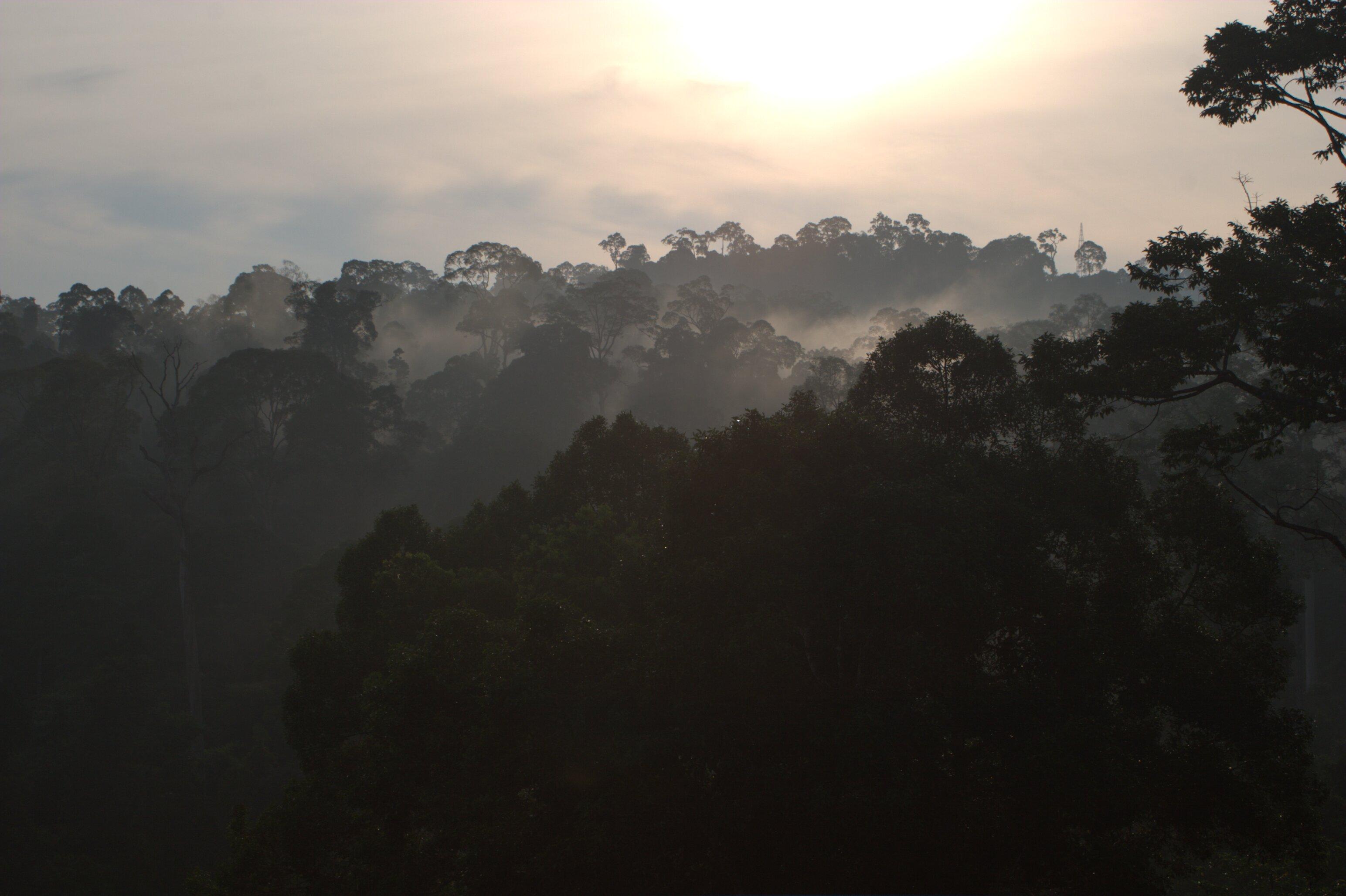 Tropical forest canopy