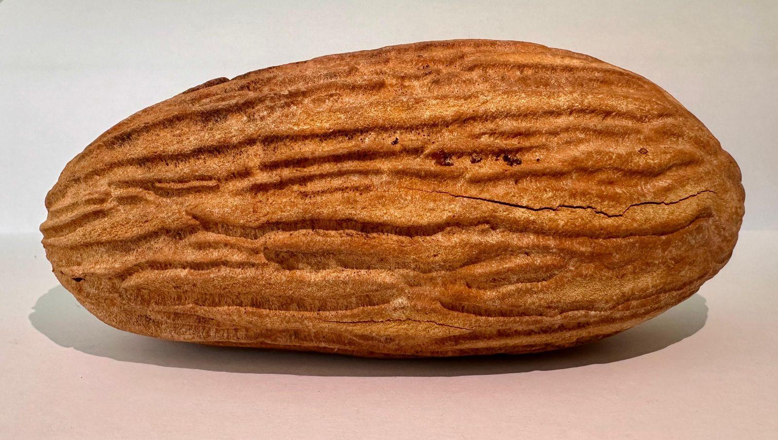 A single belian (Eusideroxylon zwageri) seed on a white background: an elongated, ridged, pale brown seed, seven to fifteen centimetres long in this species