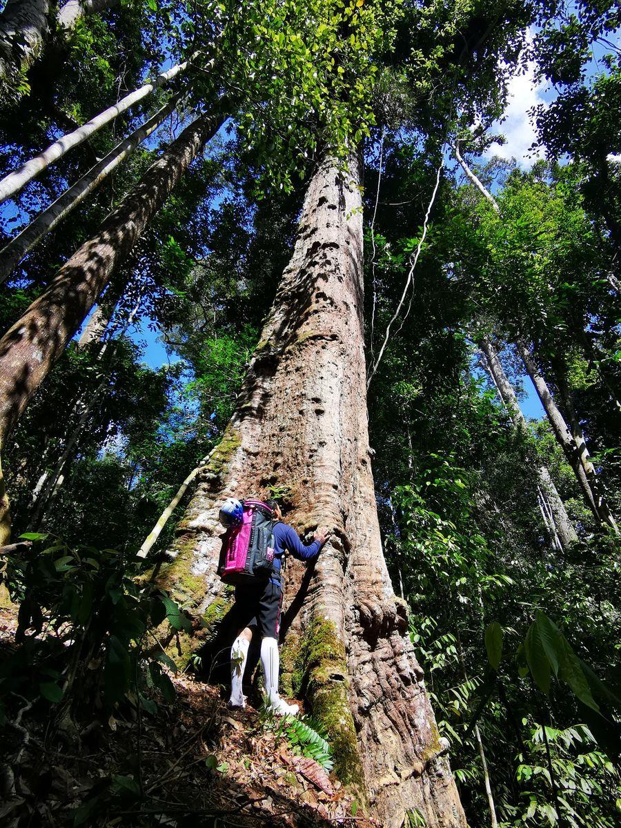 A person standing with both hands on the trunk of a very large belian (Eusideroxylon zwageri) in Bornean rainforest, looking up; the pitted grey trunk runs far above them into the canopy