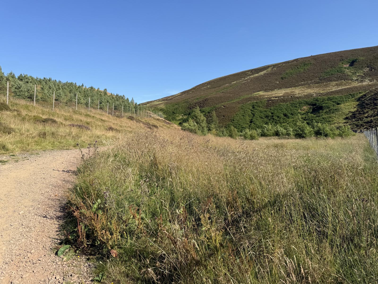 A gravel track winding through grassland toward a conifer stand and heather moor in the Pentland Hills, Scotland.