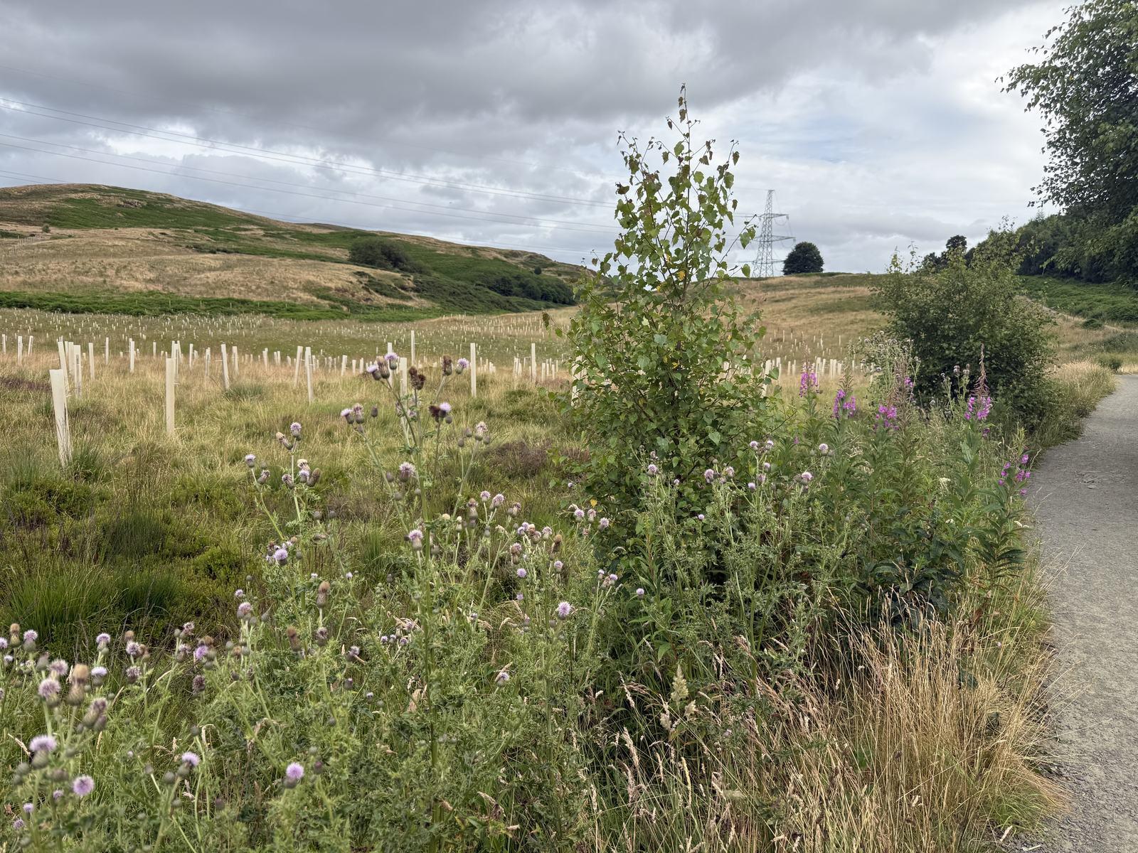 Young trees in protective tubes on a newly planted site in the Pentland Hills, Scotland.