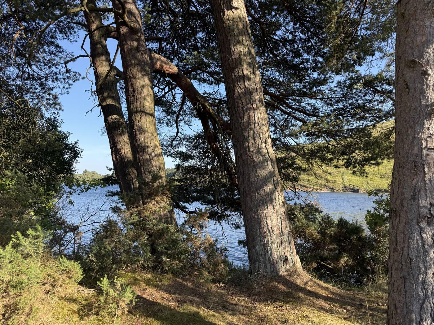 Scots pines leaning over a loch shore in evening light.