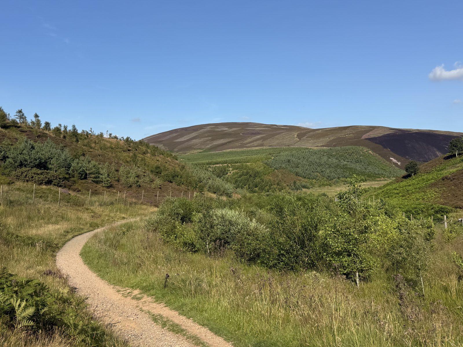 Young native broadleaves and Scots pine planted behind a deer fence in the Green Cleugh, Pentland Hills Regional Park, Scotland, with an established conifer stand and heather moor beyond.